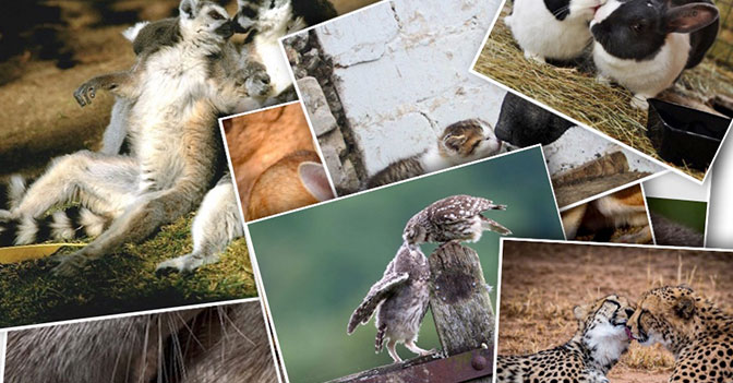 Seven Adorable Animals Who Just Can't Hold Back Their Feelings