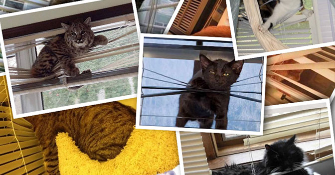 Cats vs Blinds